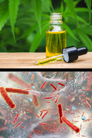 Cannabidiol (CBD) discovered as highly-effective natural antibiotic “super bug” killer