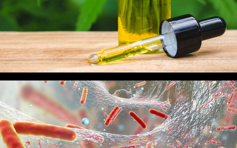 Cannabidiol (CBD) discovered as highly-effective natural antibiotic “super bug” killer